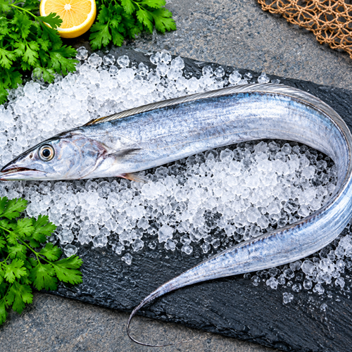 Ribbon Fish