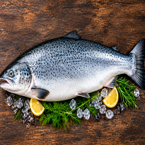 Salmon